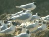 Ring-billed Gull at Barling Rubbish Tip (Steve Arlow) (62062 bytes) Ring-billed Gull at Barling Rubbish Tip (Steve Arlow) (62062 bytes)